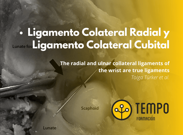 ligamento-colateral-radial-y-ligamento-colateral-cubital-ecografia-y-anatomia